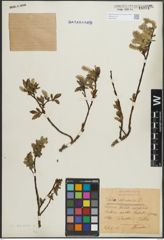 Foto von Salix hastata L.